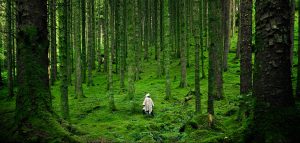 Forest bathing woman walking in green forest of trees for wellbeing