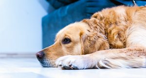 Golden Retriever therapy assistance dog for autism in children